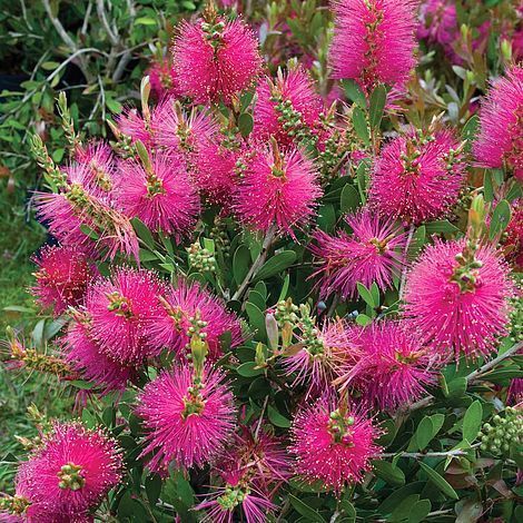 Bottlebrush