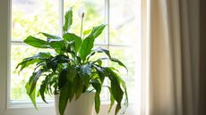 How to make peace lily potting mix