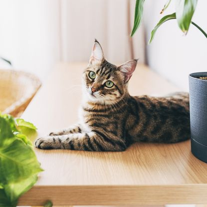cat lying on table surrounded by plants