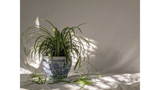 Best Indoor Plants - Best Air Purifying Indoor Plants - Spider Plant - Unsplash Susan Wilkinson