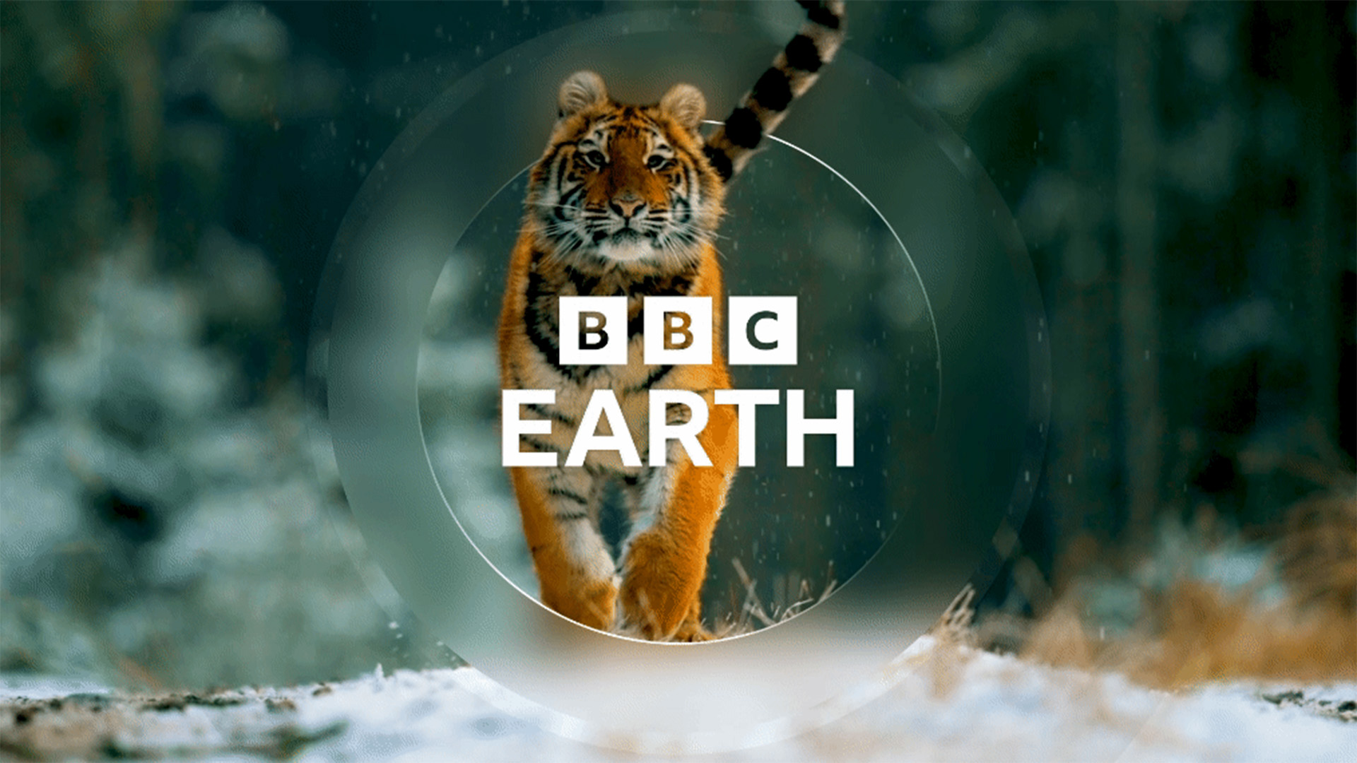 BBC Earth logo featuring a running tiger framed in a circular lens