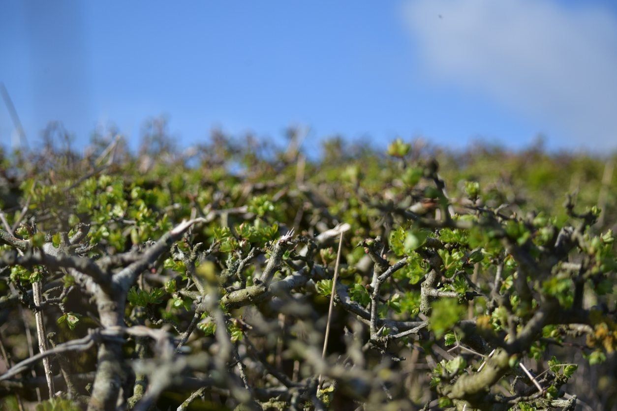 hawthorn hedgge