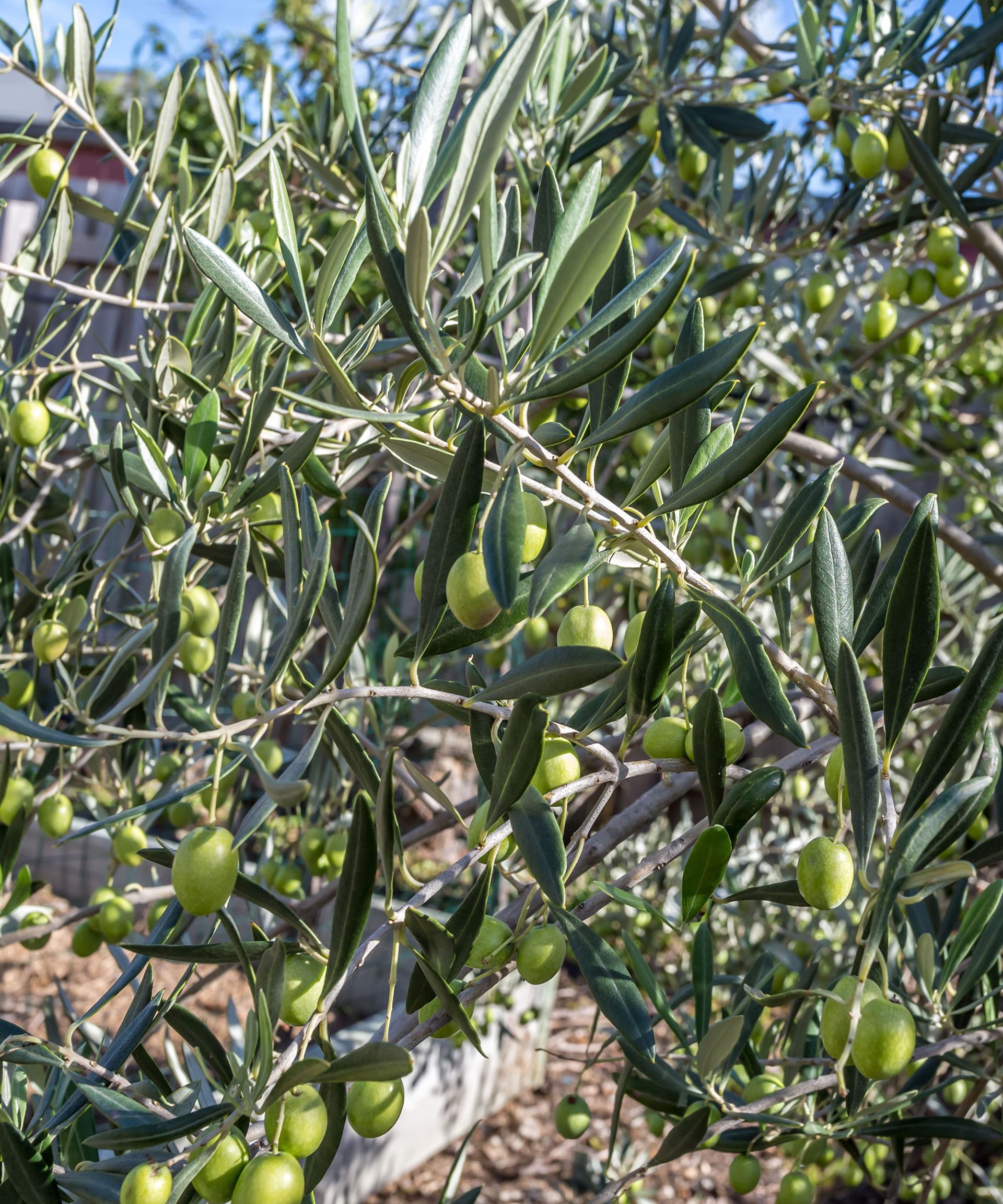 best-drought-tolerant-trees-12-dry-weather-options-gardeningetc