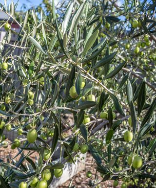 Olives on tree in suburban garden