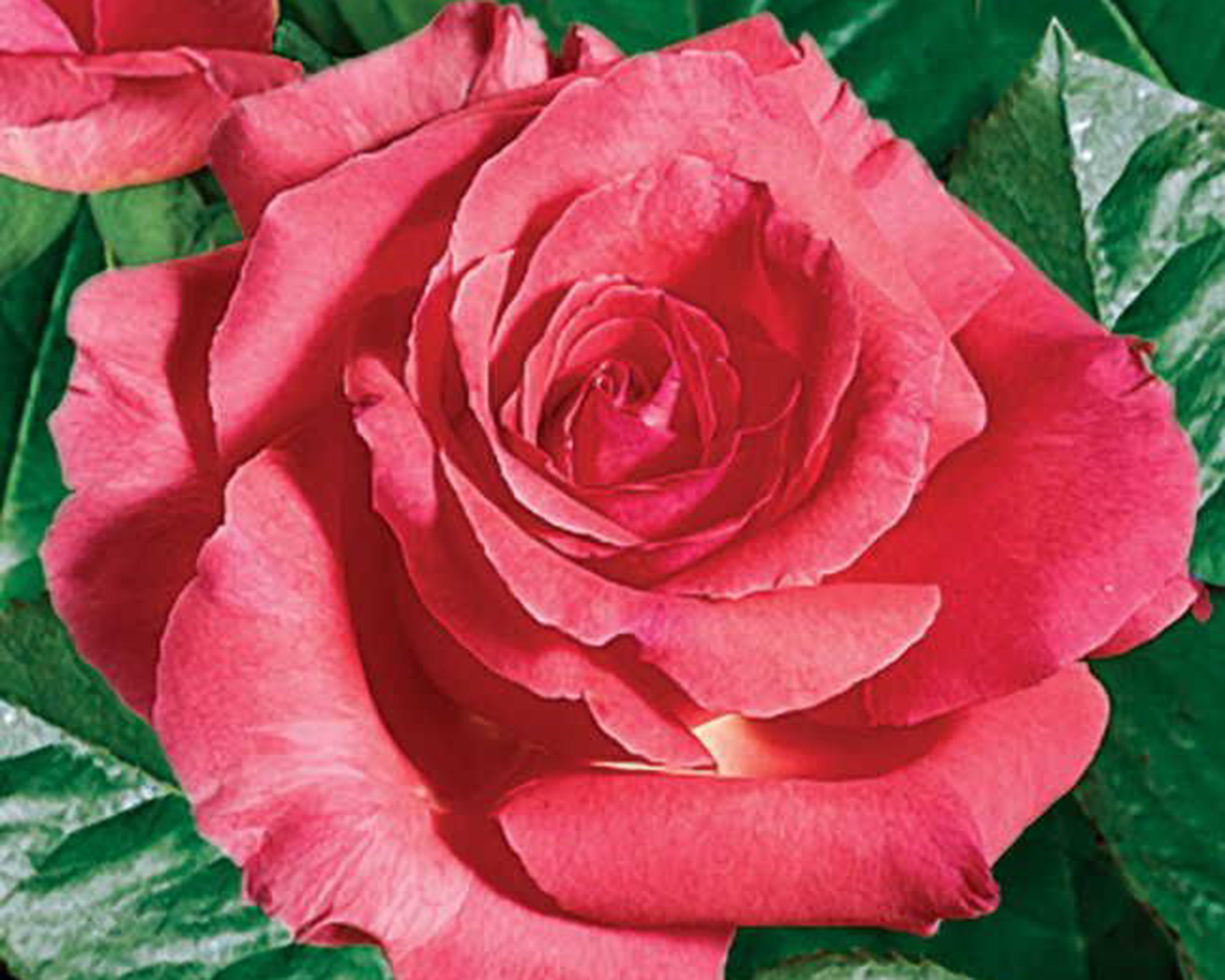 Climbing America rose