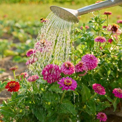 watering can watering zinnias