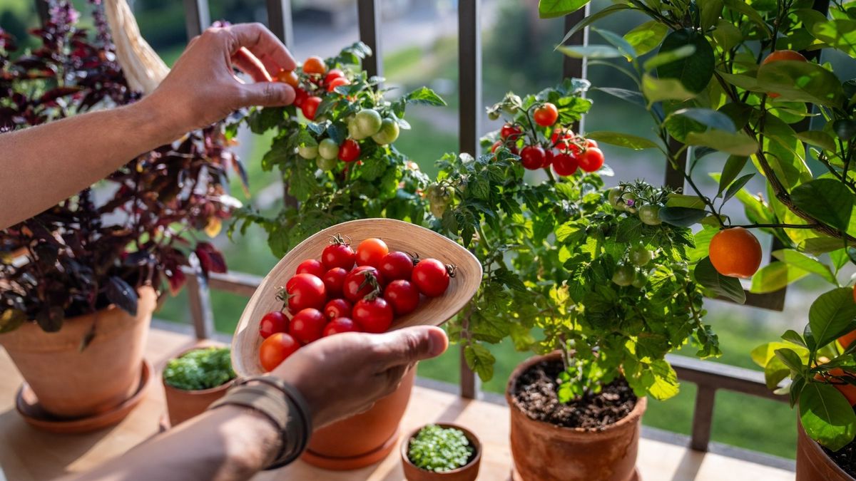 Why This April Date Is the Goldilocks Zone for Starting Tomato Seeds – and It's Coming Up Soon