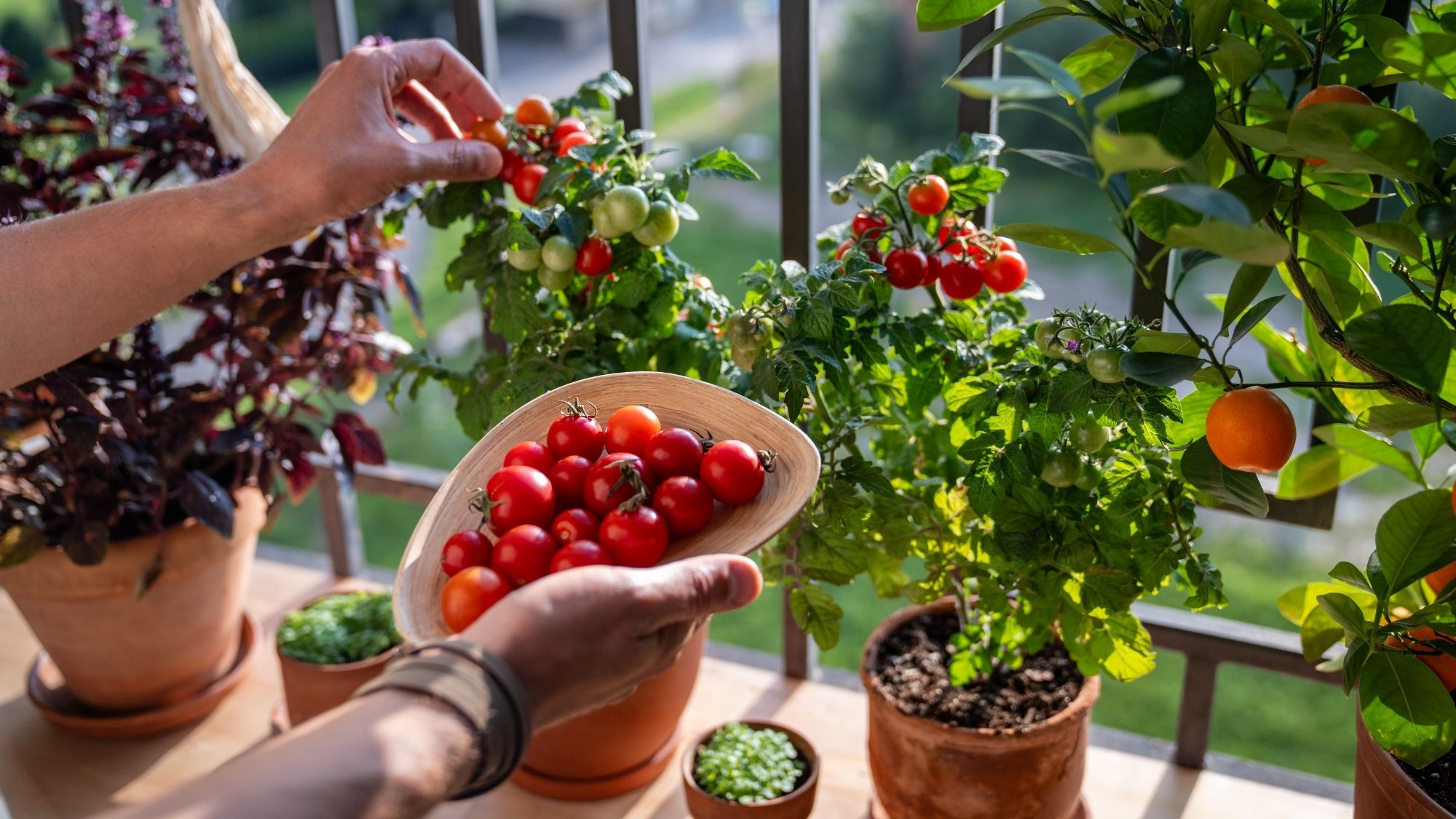 Unrecognizable hand inspecting quality and collecting cherry tomatoes on balcony at home. Good tomato ripeness in pots, horticulture with organic homegrown produce, home garden, sustainable living