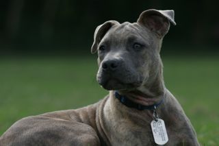 A large brindle-colored dog looks off into the distance.