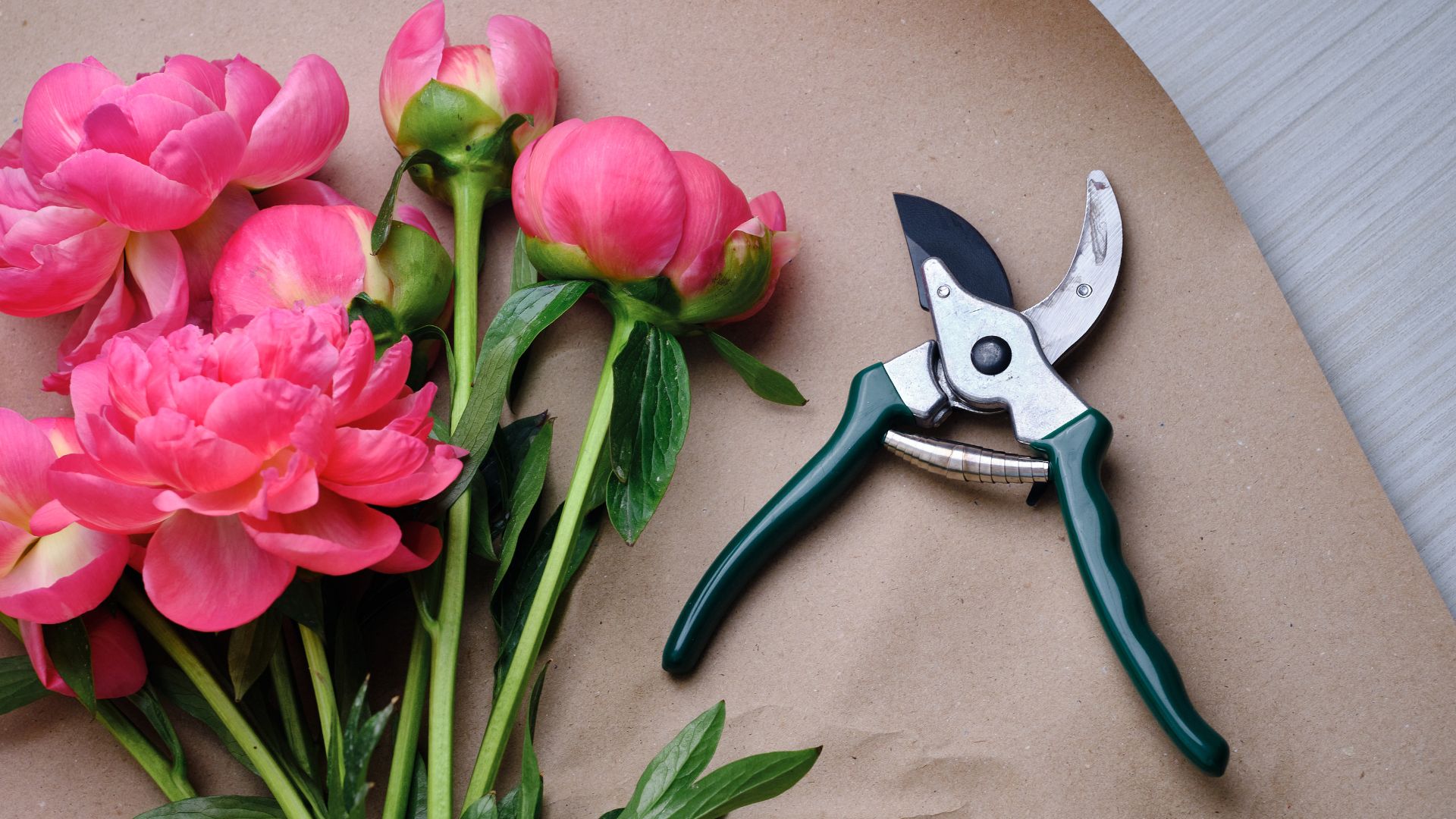picture of pink peony bunch and secateurs