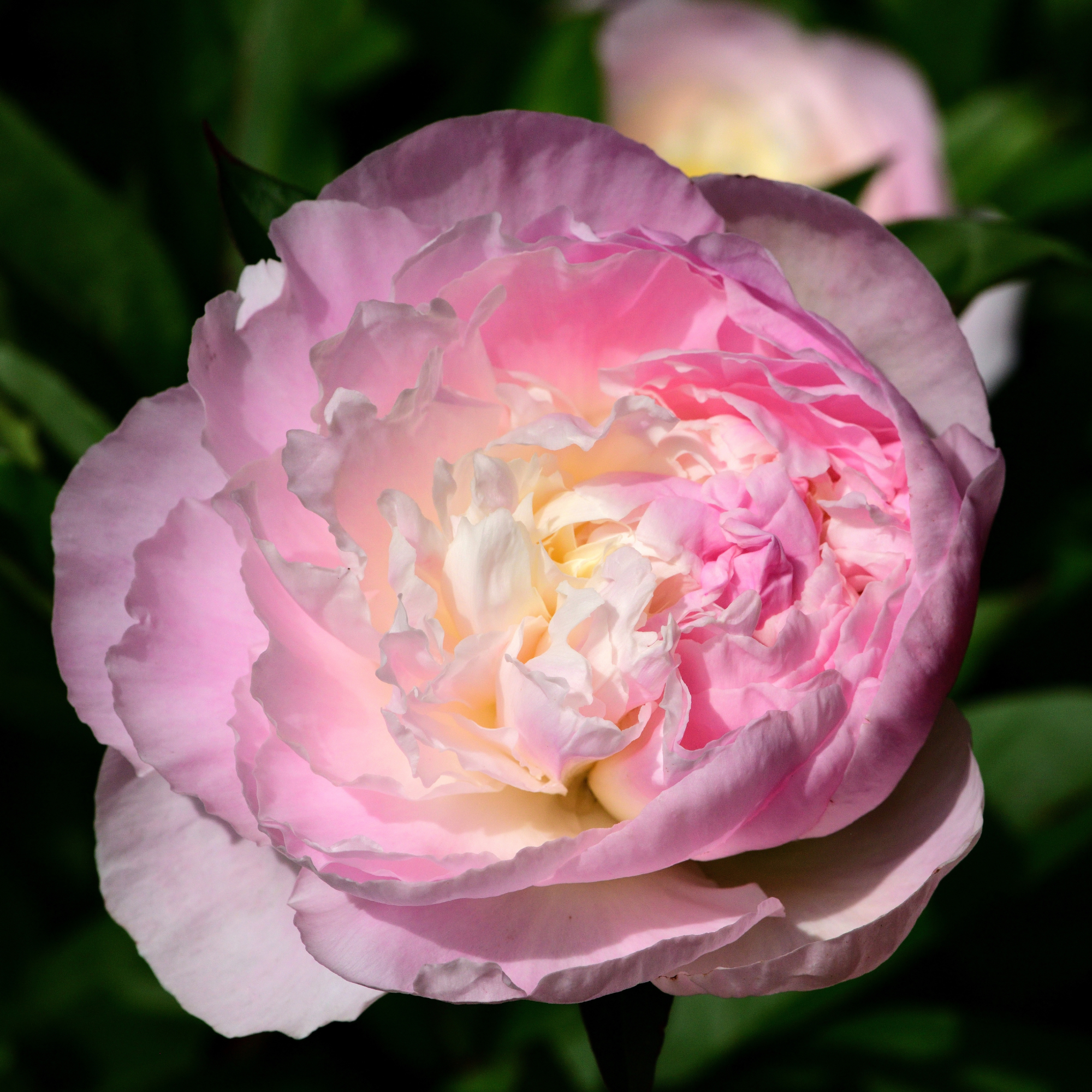 Close-up of Shirley Temple Peony