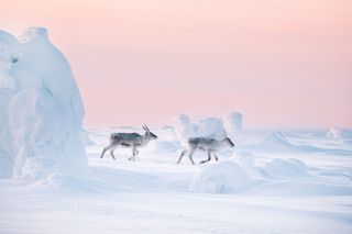 Two Reindeer in the snow and wind, walking between ice lumps, with a light pink sky behind