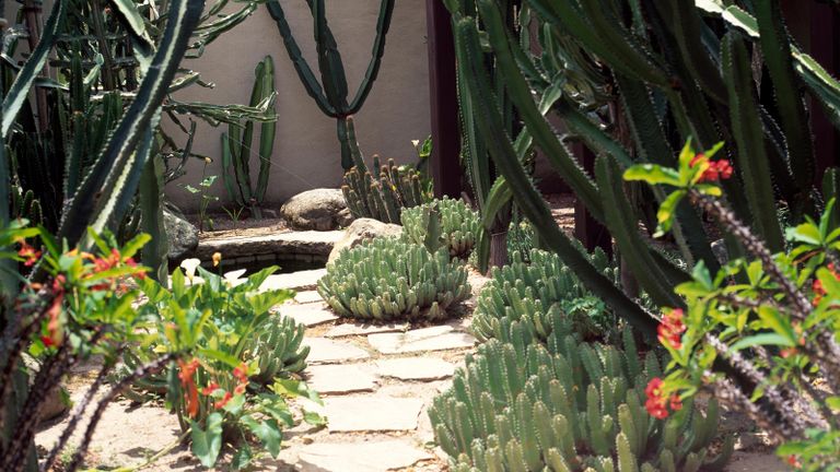 Small walled garden in LA using landscaping with cactus