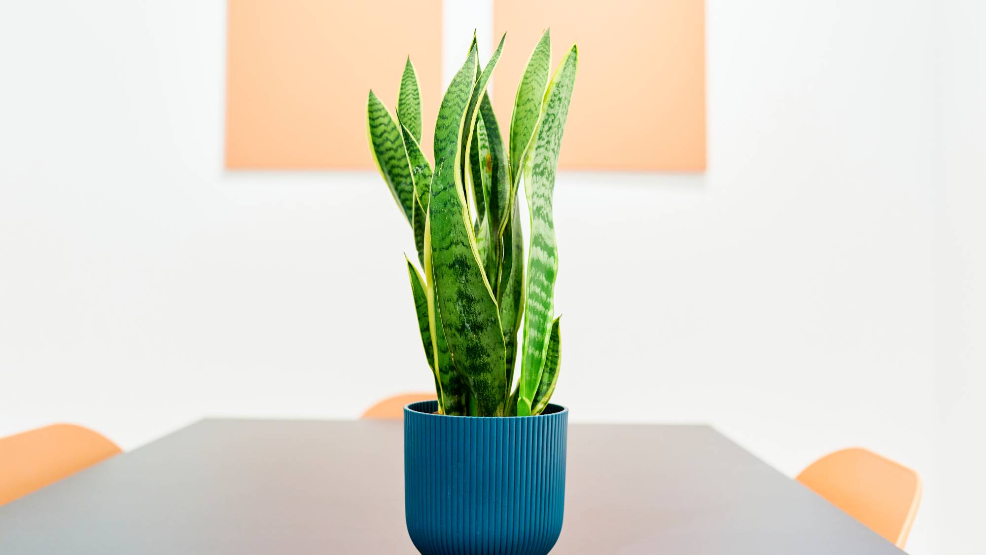 A potted snake plant on a table