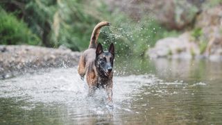 belgian malinois running through a river