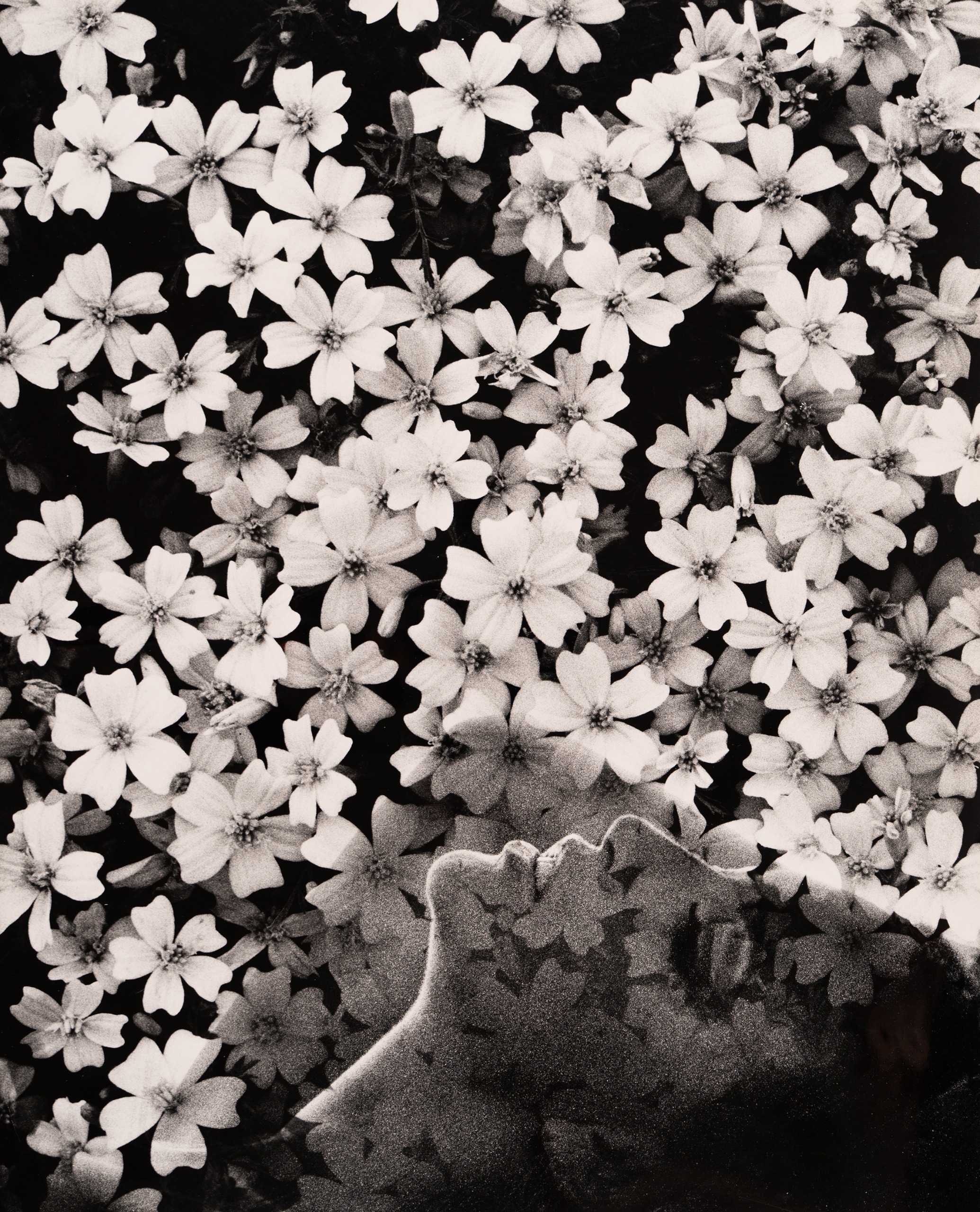 A woman's face and bare shoulders emerge from a dense bed of small white flowers, one hand pressed against the blooms.