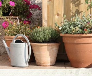 Drought-tolerant potted plants