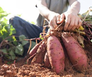 Farmer pulls bunch of sweet potatoes from soil