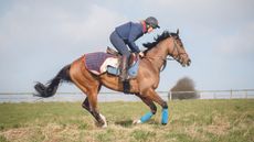 Tina Cook with Paddy's Poem (Paddy) at brother Nick Gifford's racing yard
