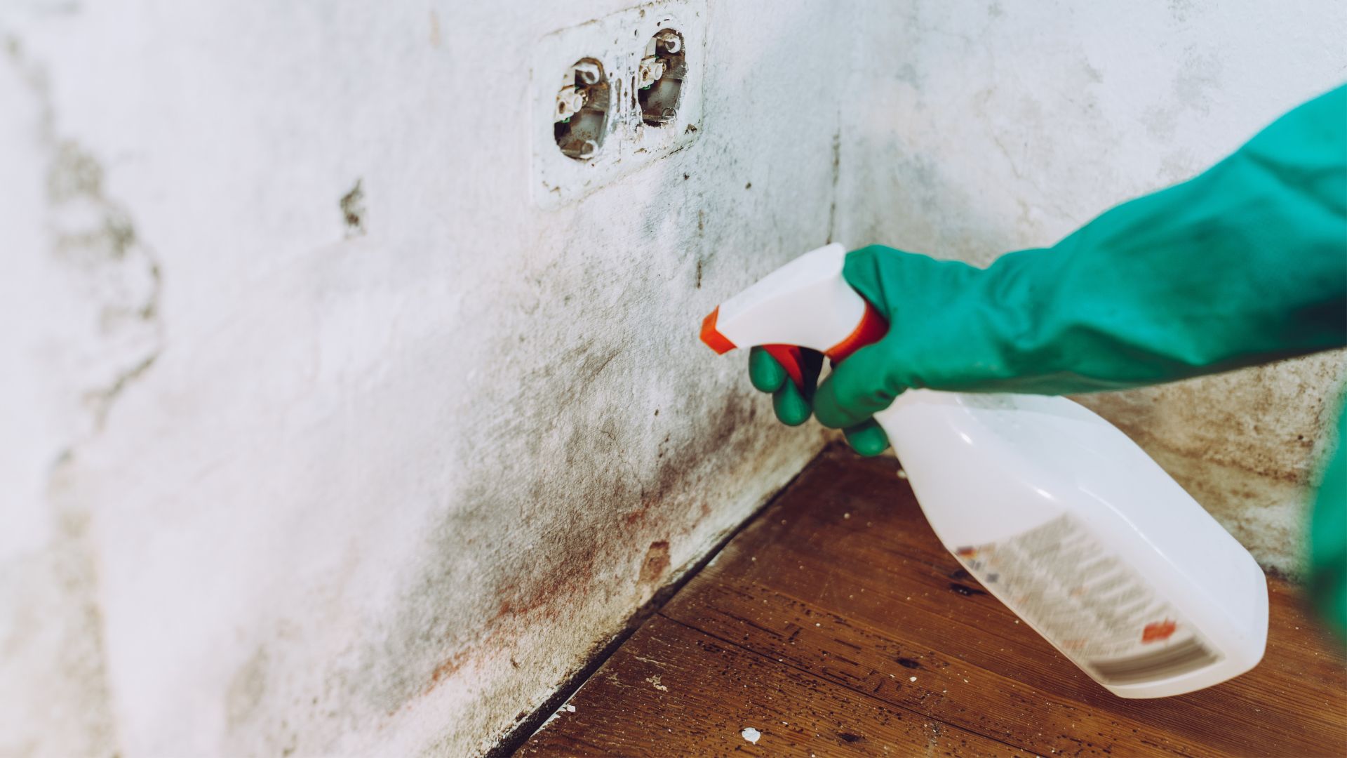 mano enguantada apunta una botella de producto de limpieza a una pared blanca cubierta de moho