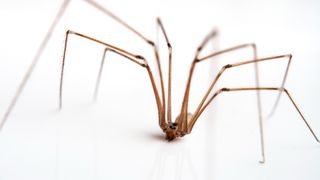 A long-legged spider