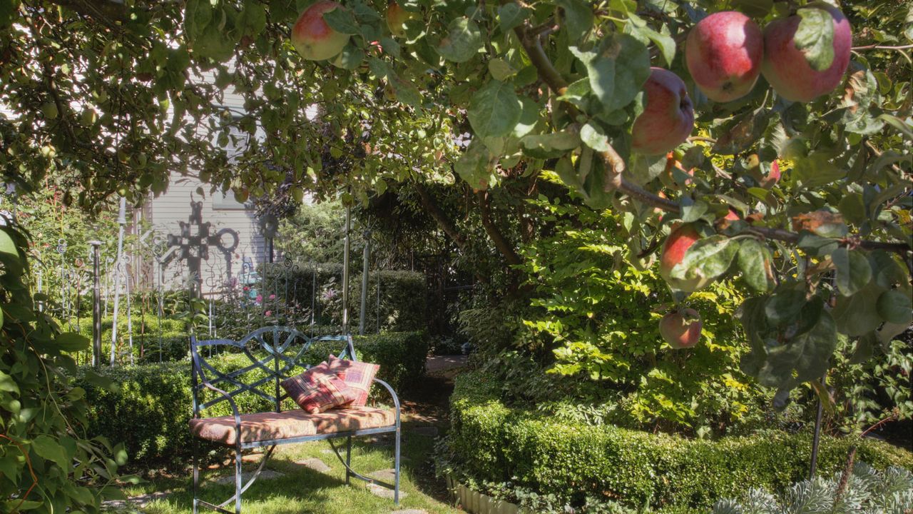 apple tree in garden with bench