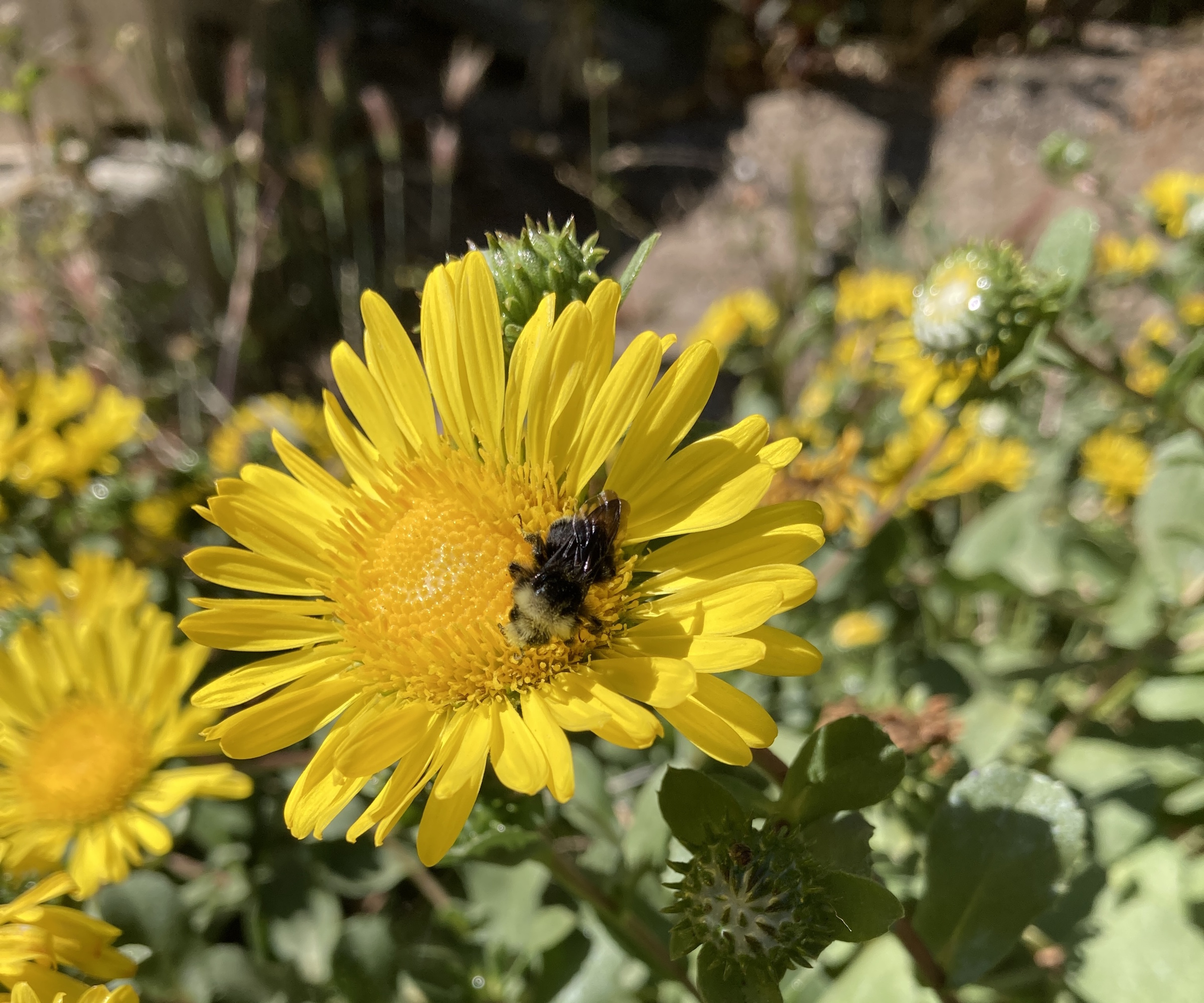 Gumweed with bee on it