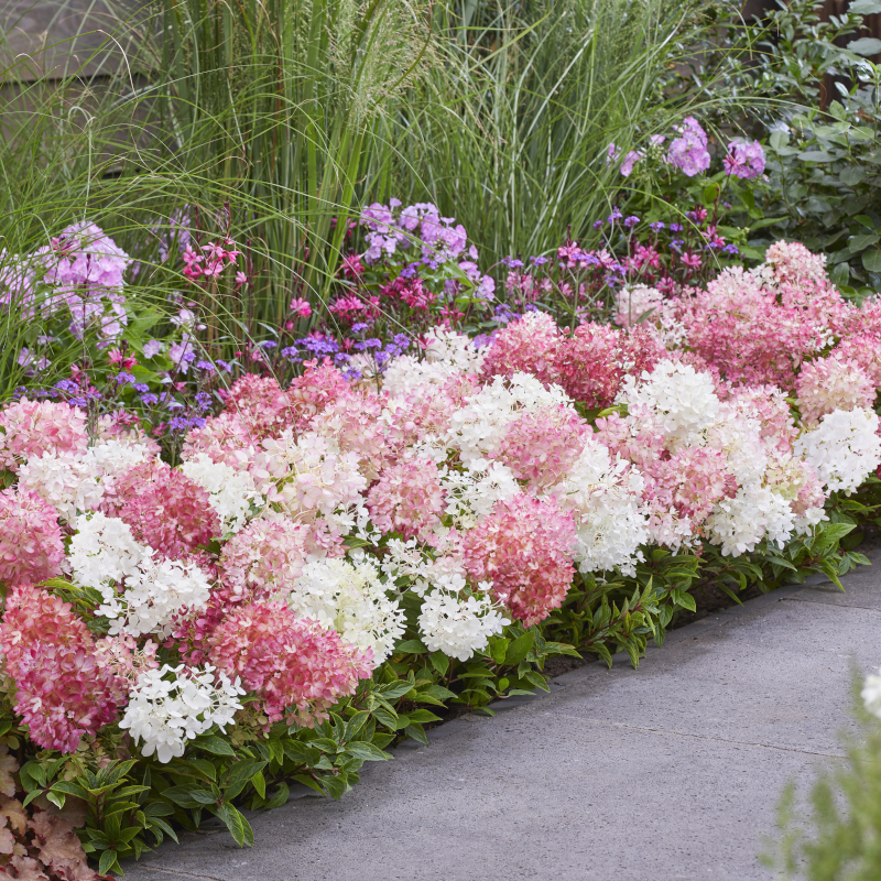 Groundbreaker&amp;reg; Blush&amp;trade; Hydrangea