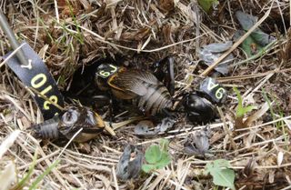 crickets at burrow showing chivalrous act by male