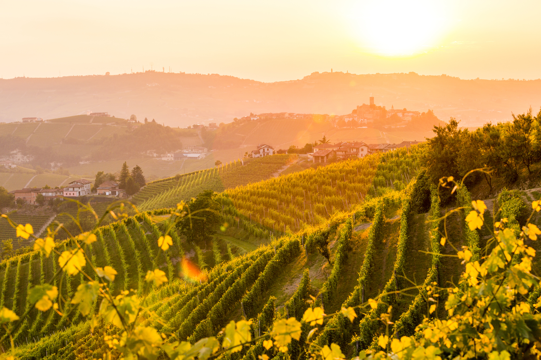 Barolo wine region, Langhe, Piedemont, Italy. Vineyards in springtime