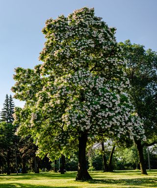 flowering northern catalpa tree