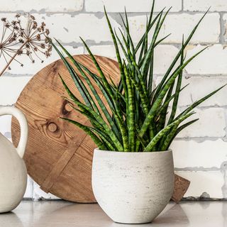 House plant in white pot on kitchen worktop