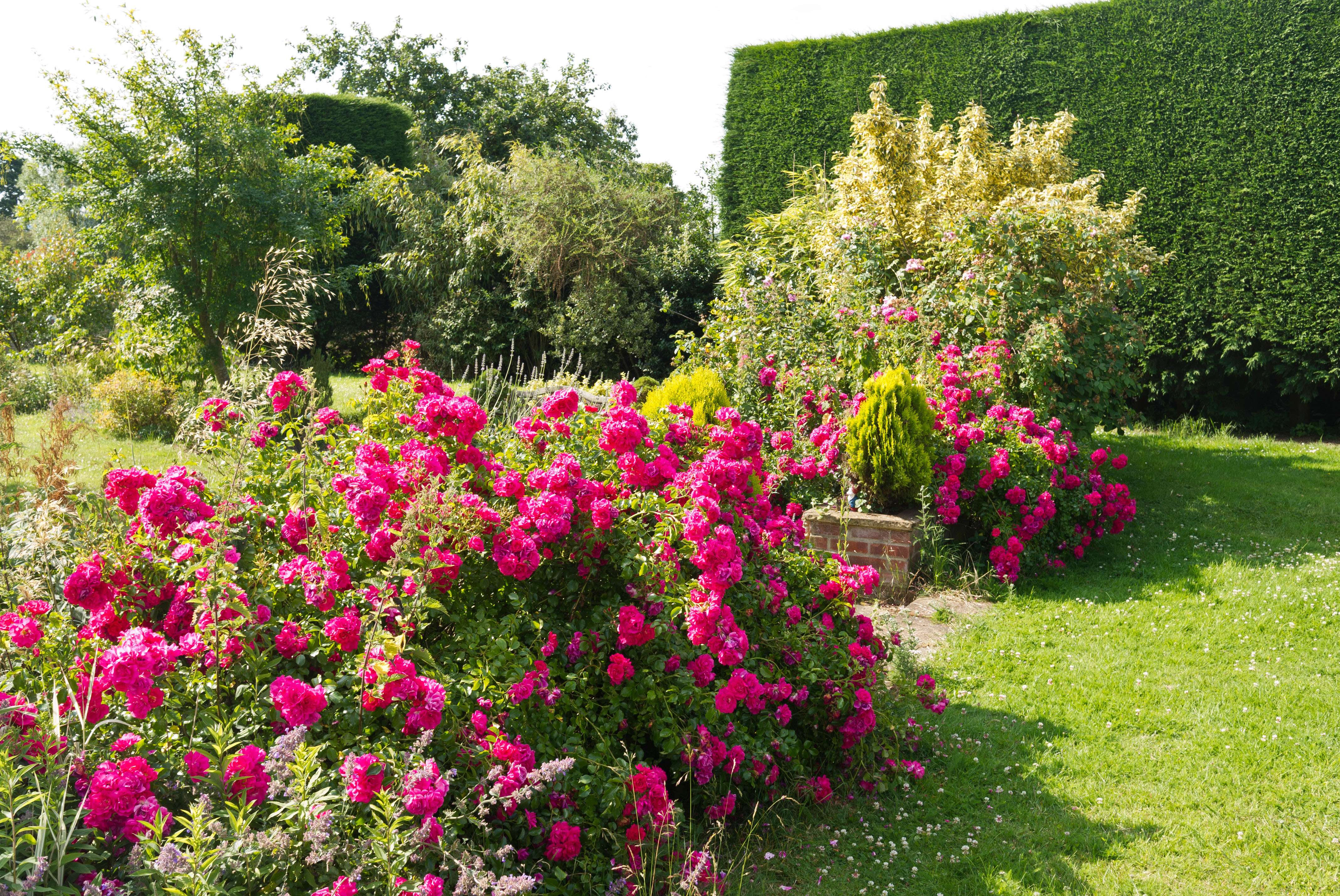 Flower carpet rose