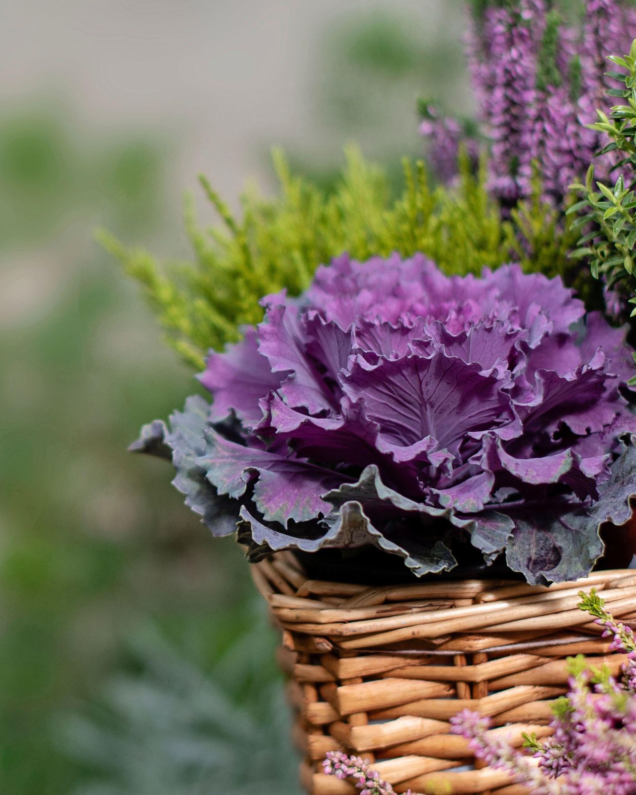 Winter hanging basket ideas pretty winter hanging baskets