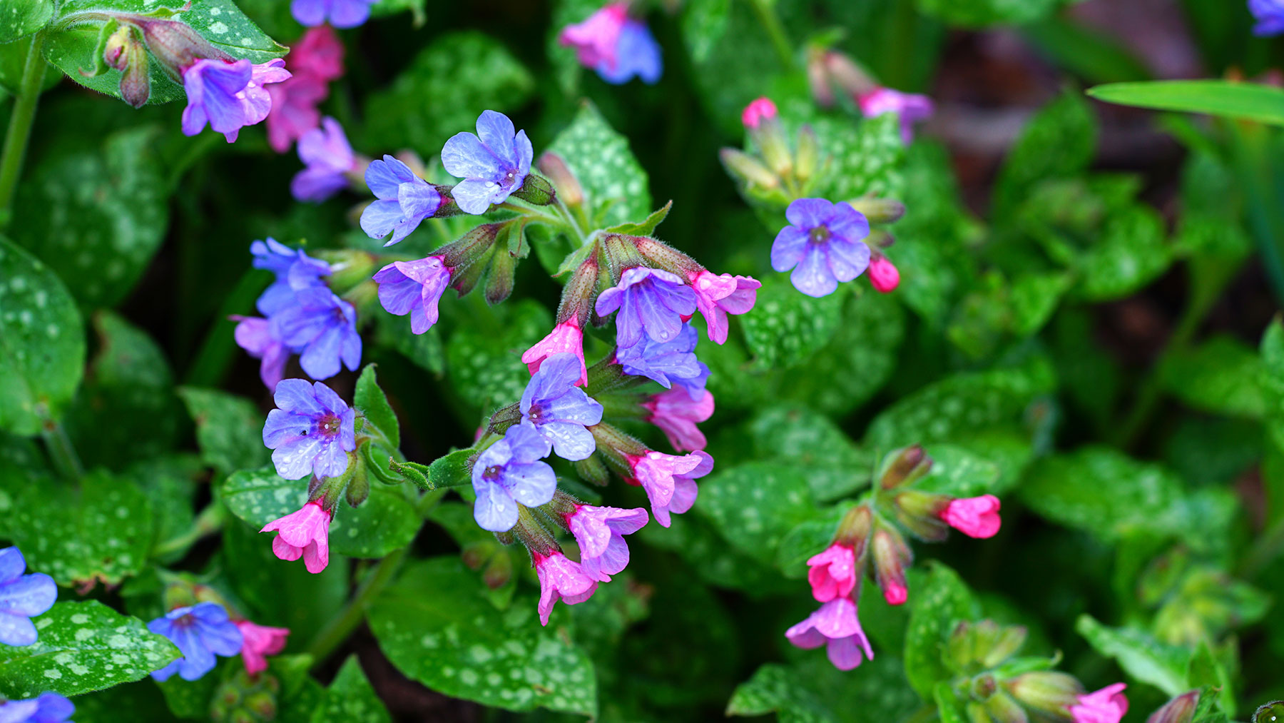 Pulmonaria pulmonaria with pink and blue flowers and variegated leaves