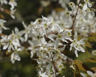 white blossom of amelanchier Lamarckii tree