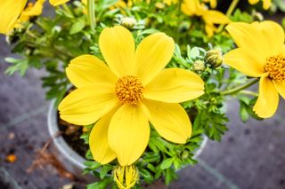 A high angle closeup shot of beautiful yellow cosmos flowers inside a pot