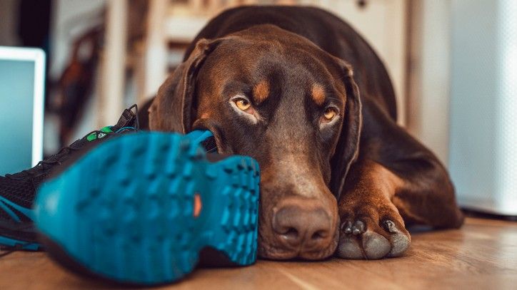 settling a rescue dog at night