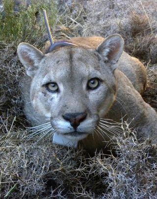 Portrait of an adult male puma, with a GPS collar.