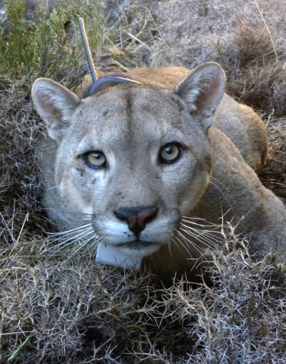 north american puma