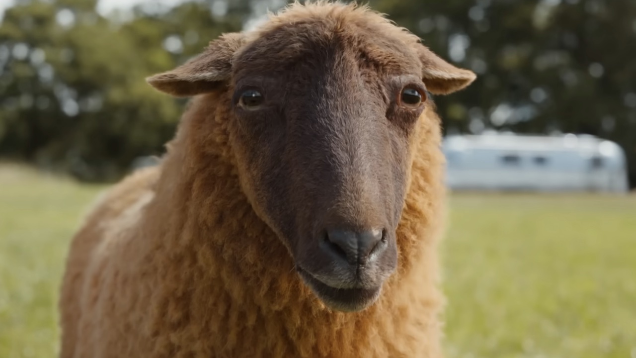 Lily telling the sheep about George's death.