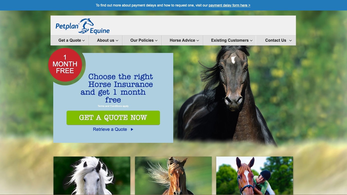 Get the best equine insurance for the most expensive friend in your