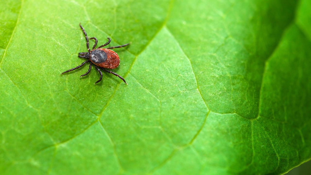 A tick bug on a green leaf close up