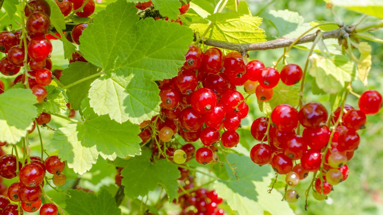 Redcurrants growing on the bush