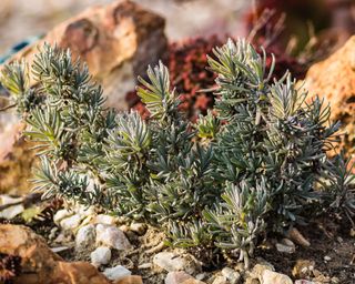 lavender plants cut short