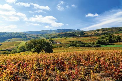Beaujolais wine travel guide