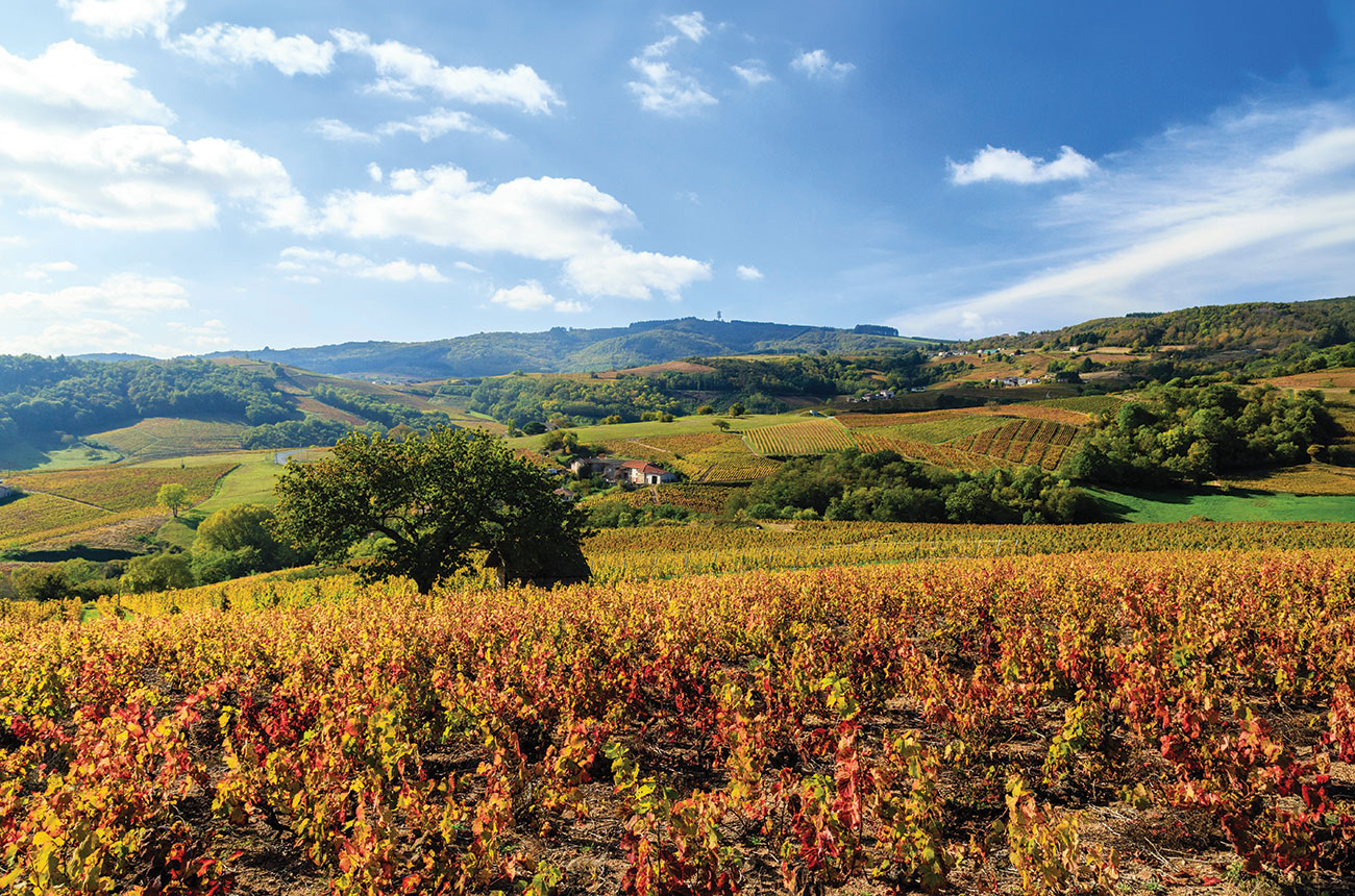 Beaujolais wine travel guide