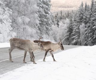 reindeer crossing a road in its natural environment in scandinavia