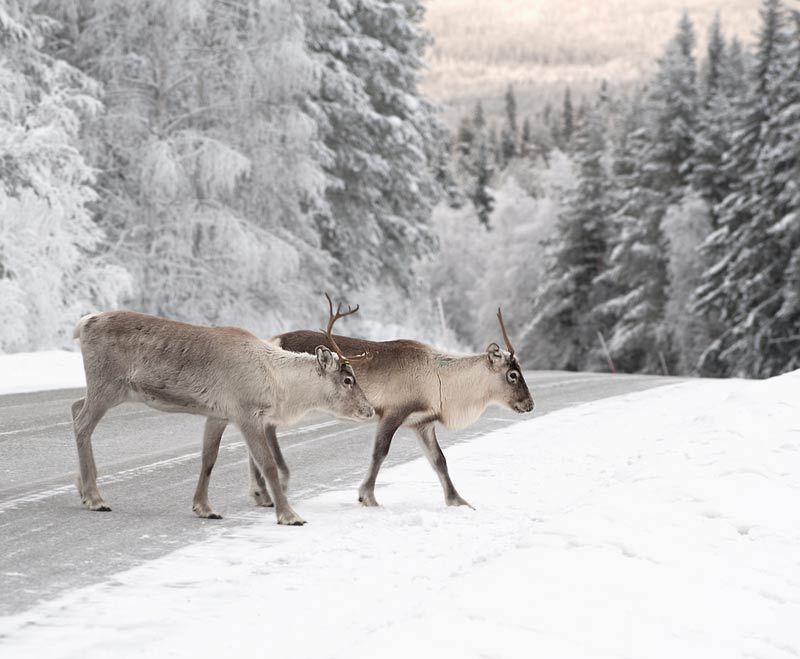 reindeer crossing a road in its natural environment in scandinavia 