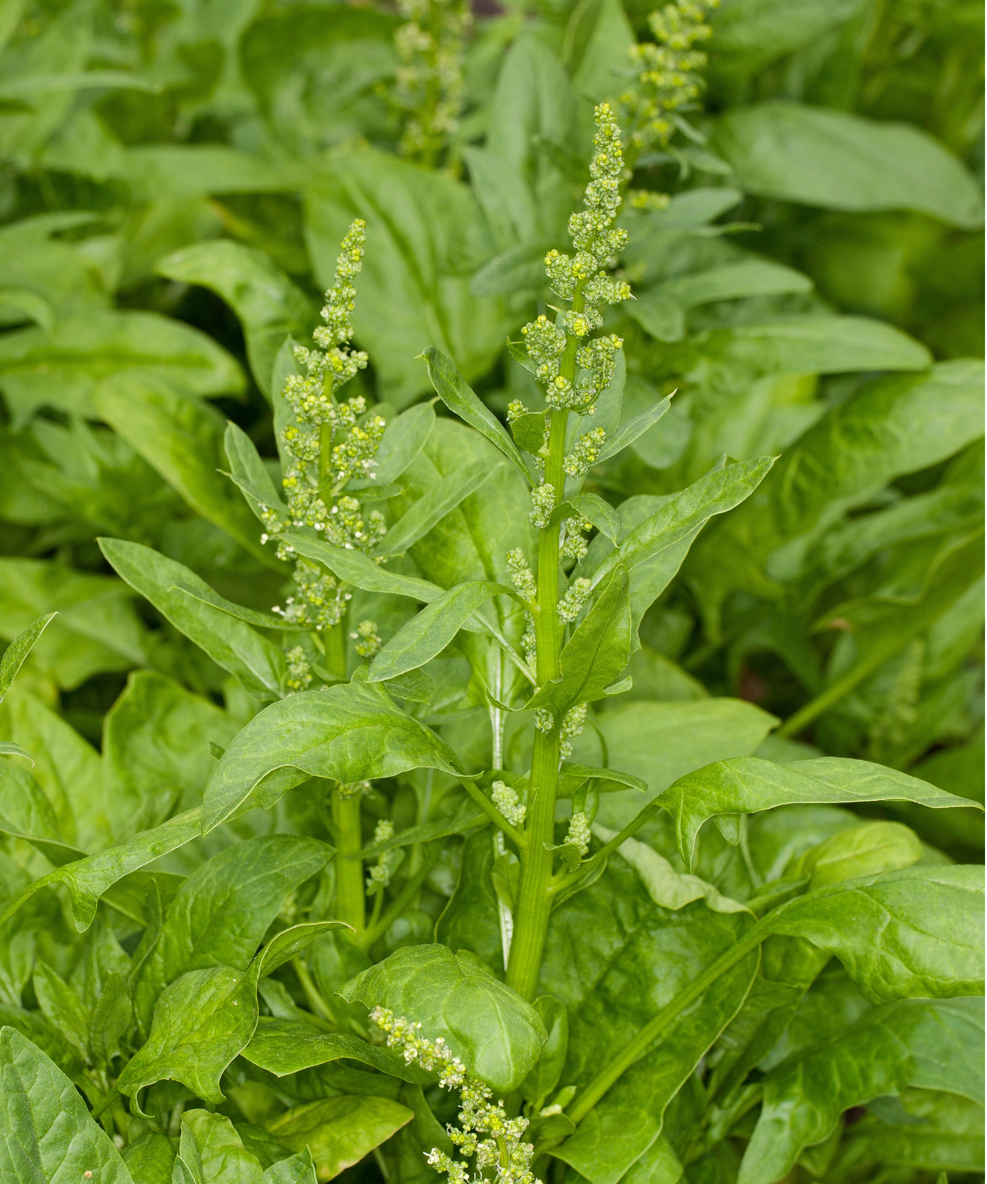 Spinach bolting flowers
